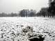 Ice Balls, Victoria Park, London, UK, 5 Feburary 2009