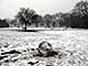 Ice Balls, Victoria Park, London, UK, 5 Feburary 2009