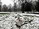 Ice Balls, Victoria Park, London, UK, 5 Feburary 2009