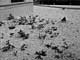 Grounds (Berliner Mauer), Martin John Callanan itakephotos.eu